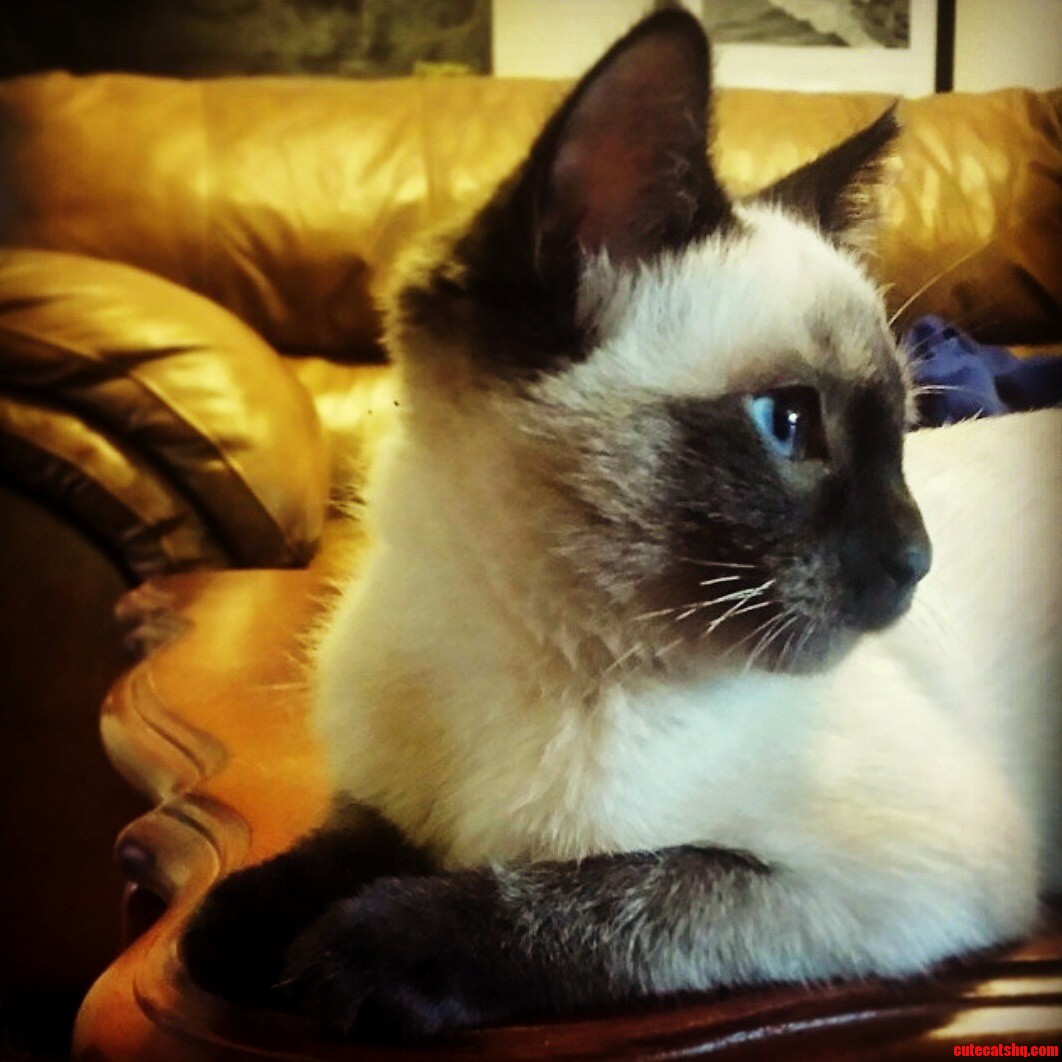 Go to the Pet Adoption Center with Your Kitten Loving Girlfriend They Said. Meet Miko.