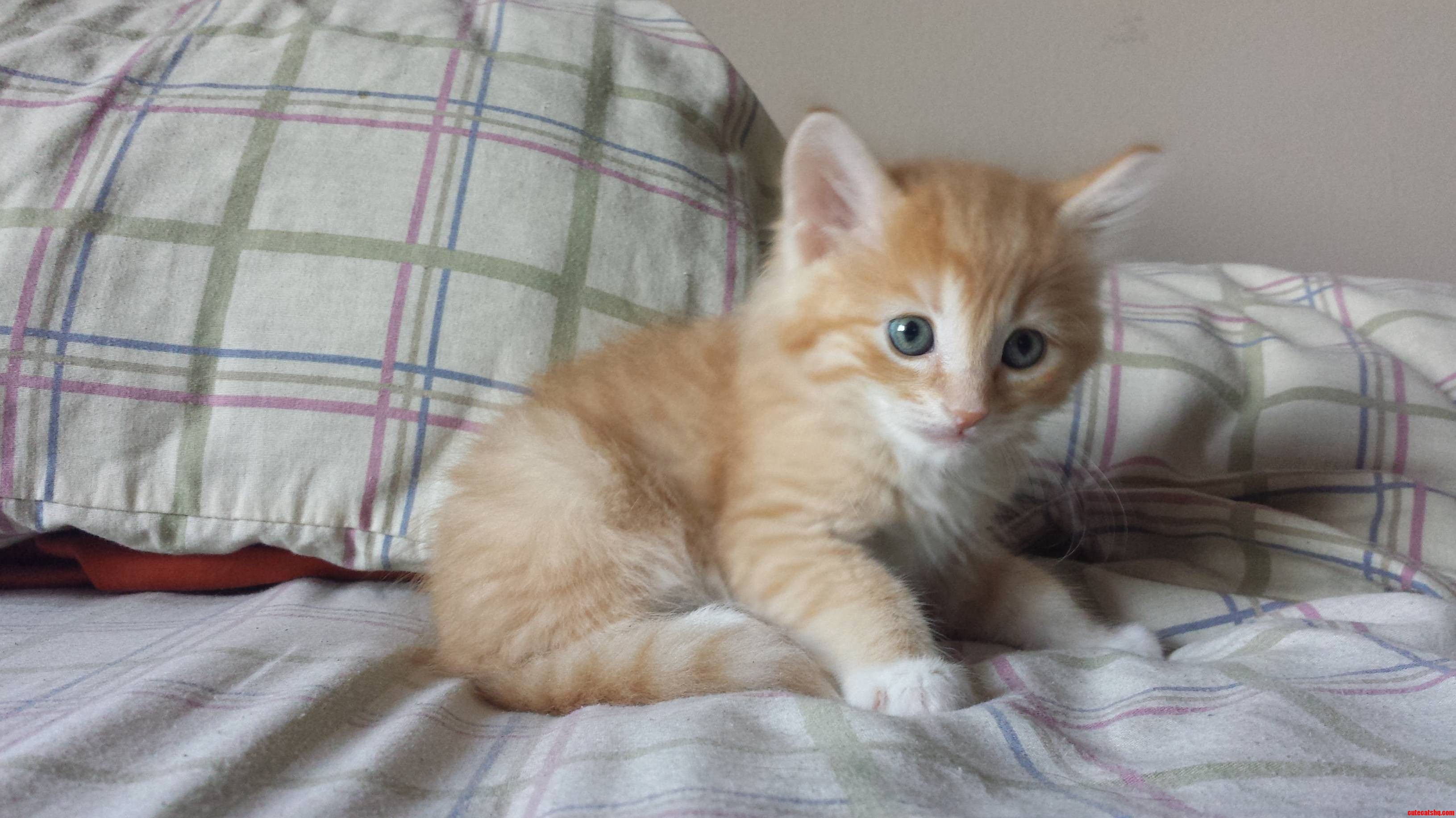 Good Morning from Our New Baby Tj.