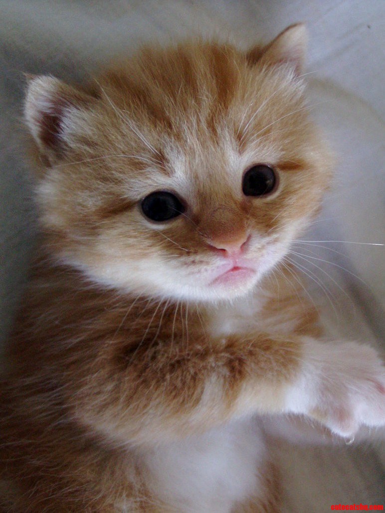 Good Morning Girls Cute Cat