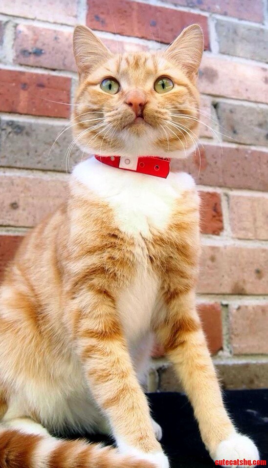 Gorgeous Cat in a Nsw Pound with a Cleft Lip
