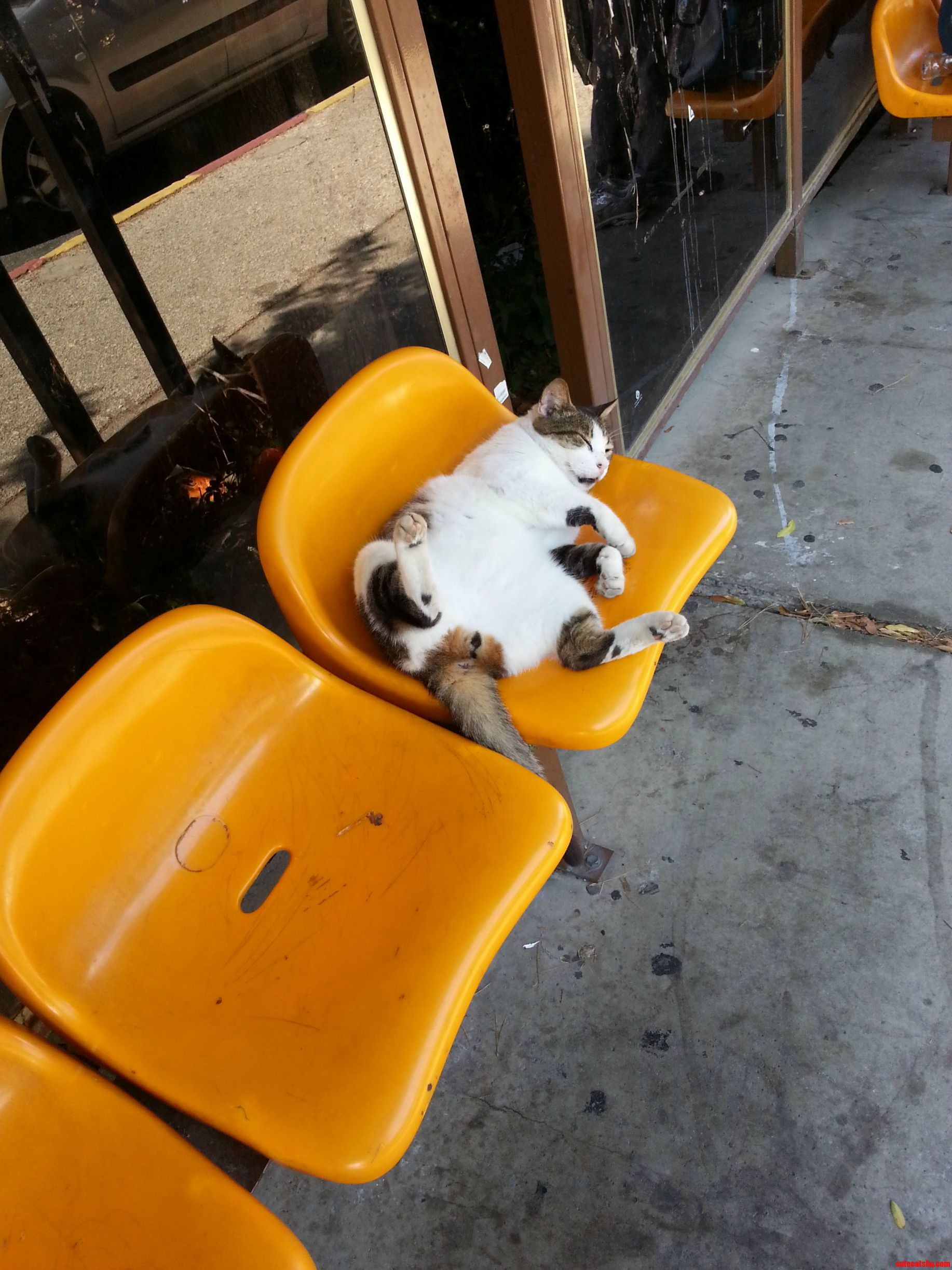 Guess She Had Too Much for Lunch