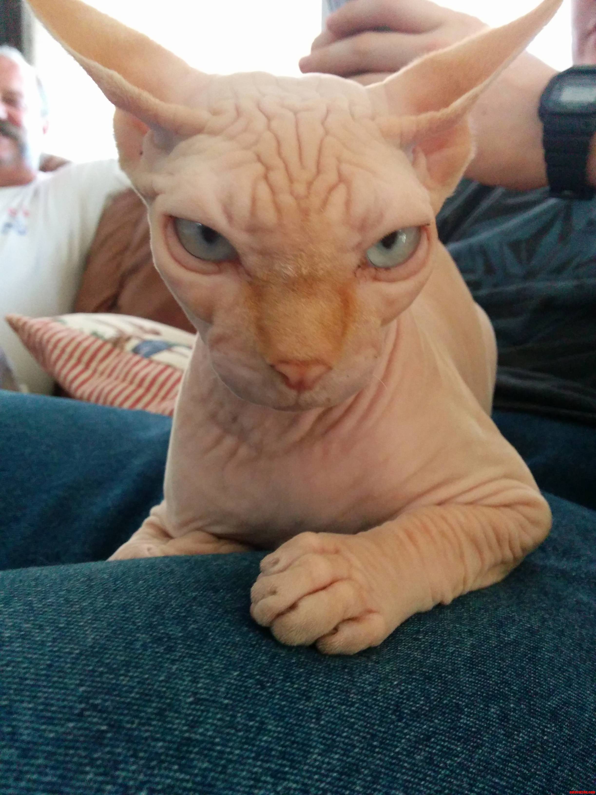 Gummy Bear - the Hairless Wonder
