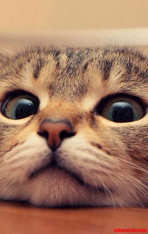 Hai. Hai