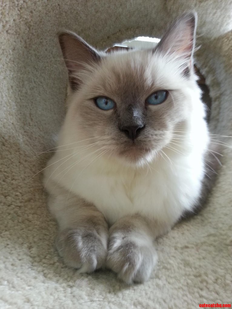 Handsome Kitty
