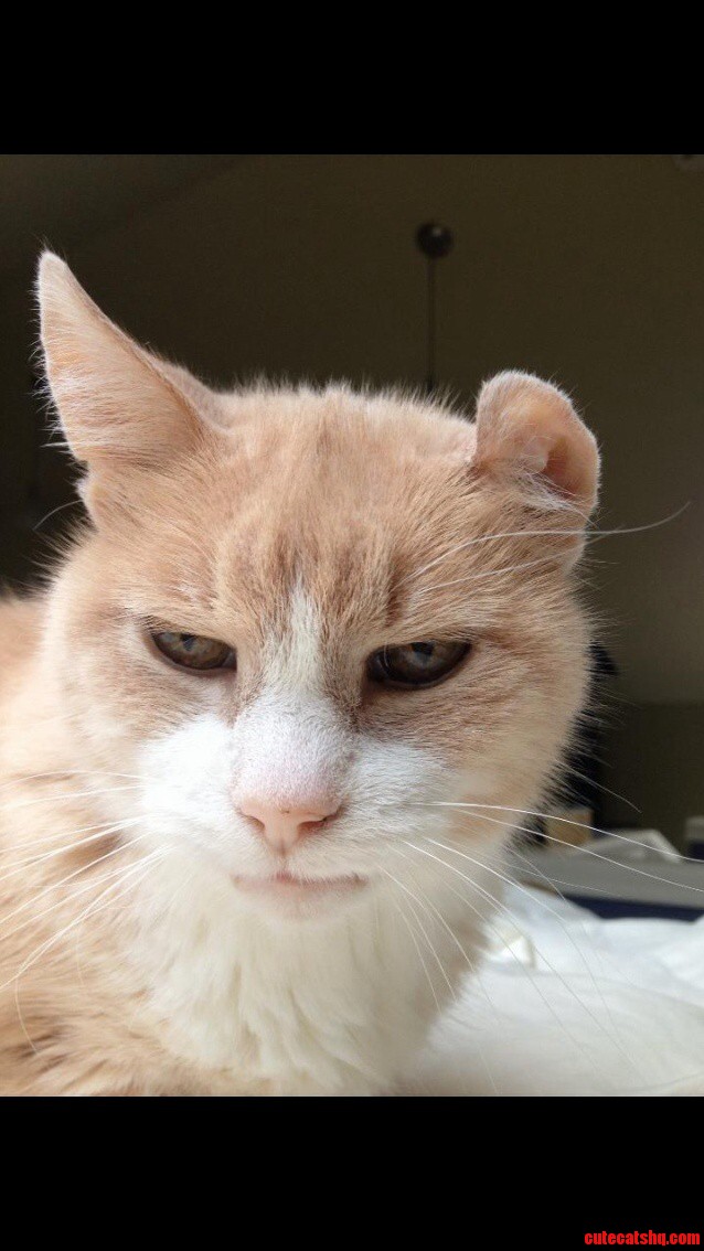 Happy 19th Birthday to My Grumpy Princess Ginger