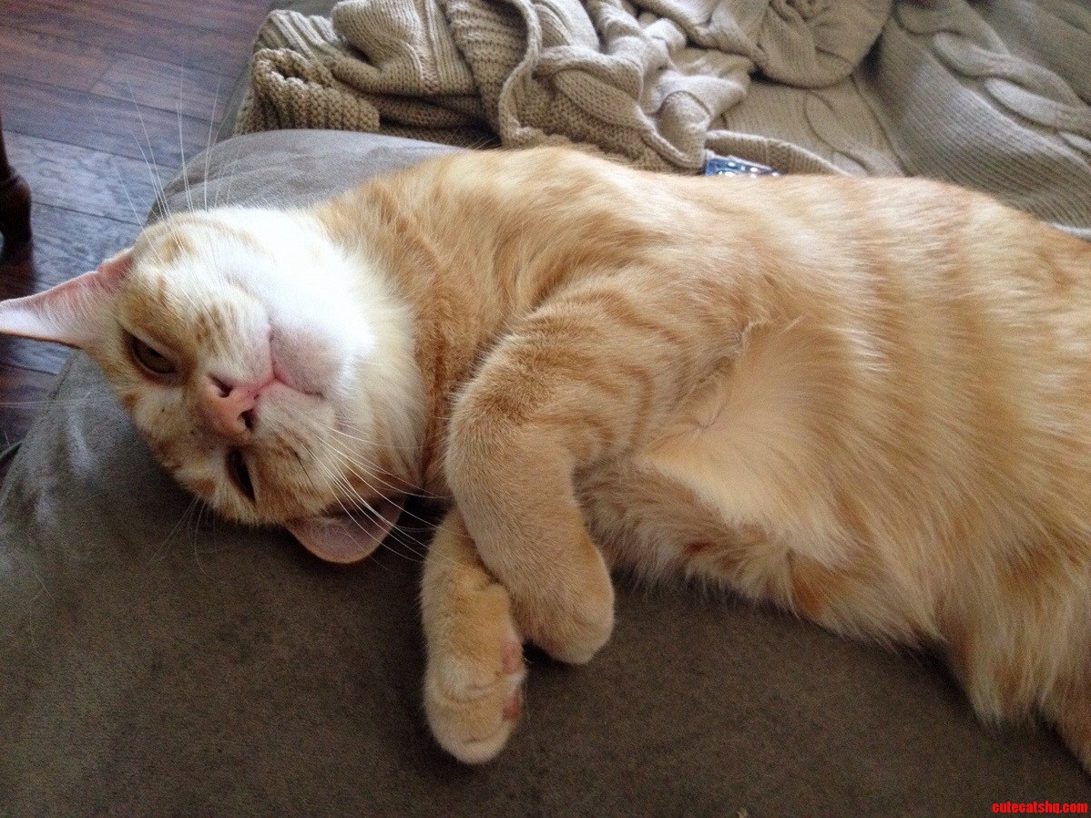 Happy and Sleepy After a Busy Morning Chasing Her Dog.