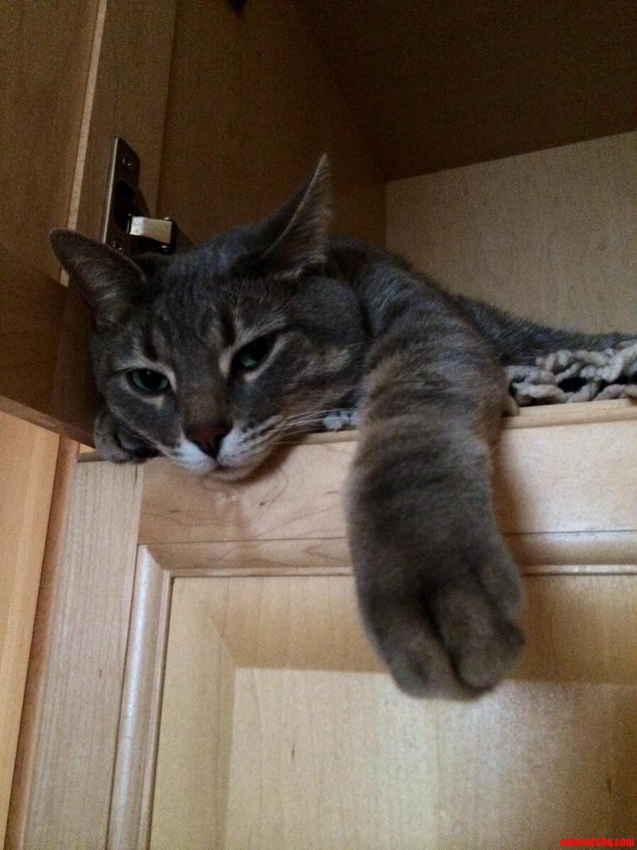 Happy As Long As His Paw Is Hanging