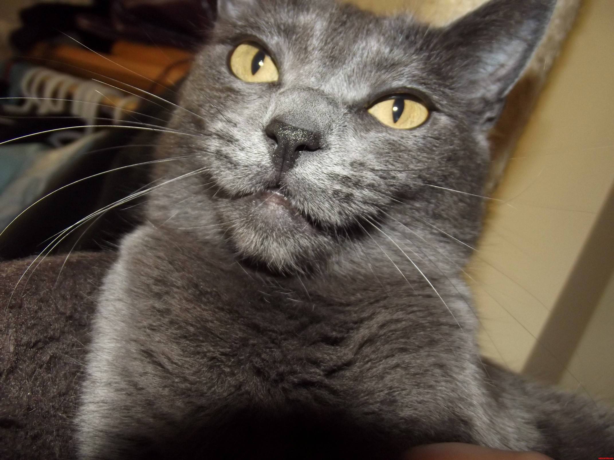 Happy Cat 3