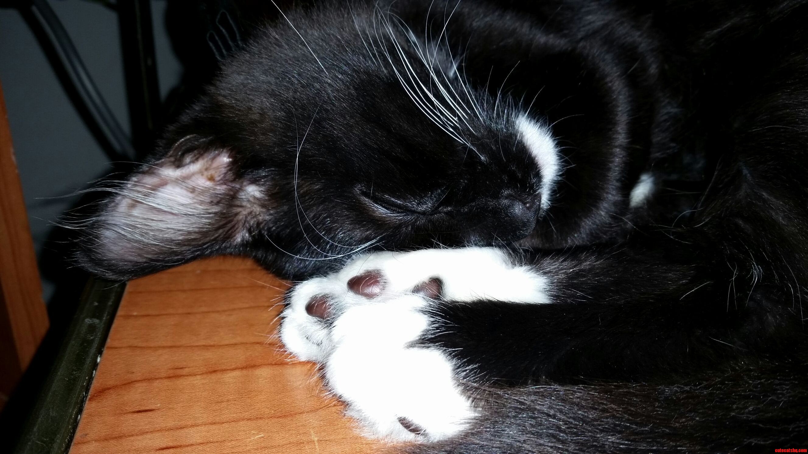 Happy Kitty Sleepy Kitty...