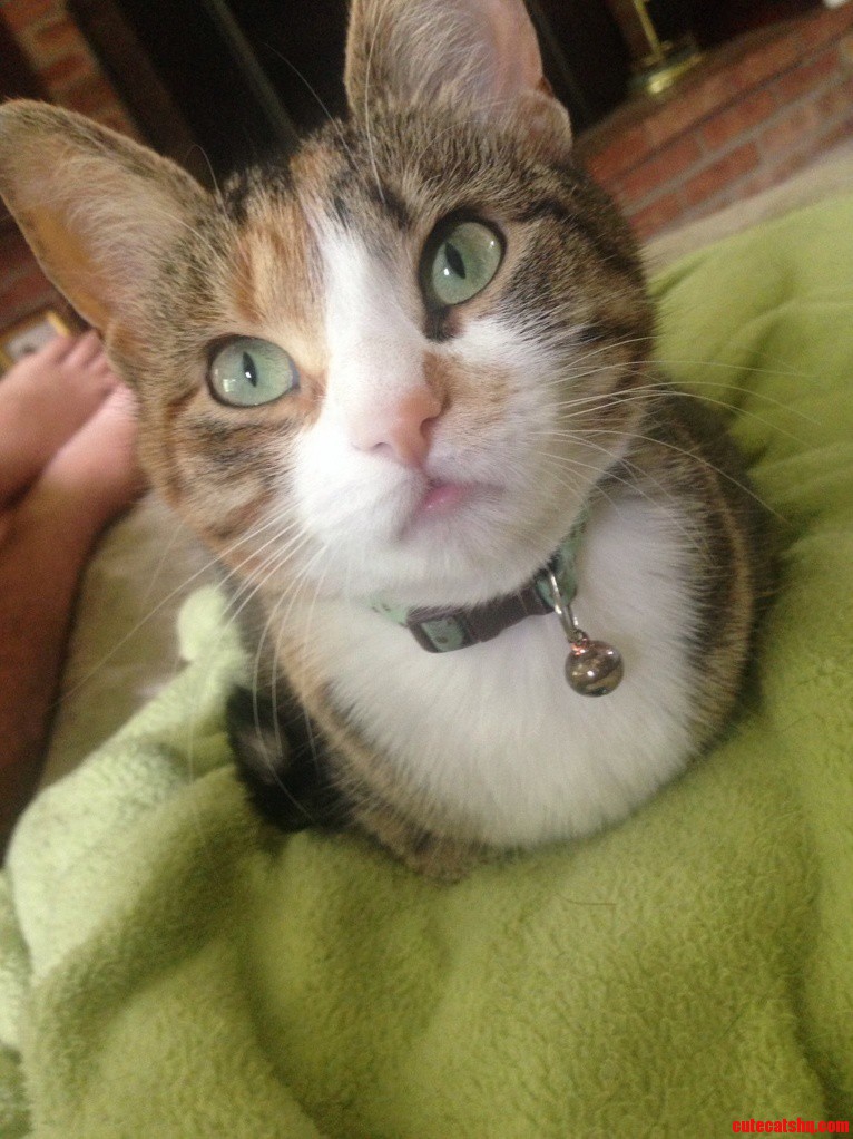 Havent Posted a Muffinz Pic in a While. Shes Still the Cutest.