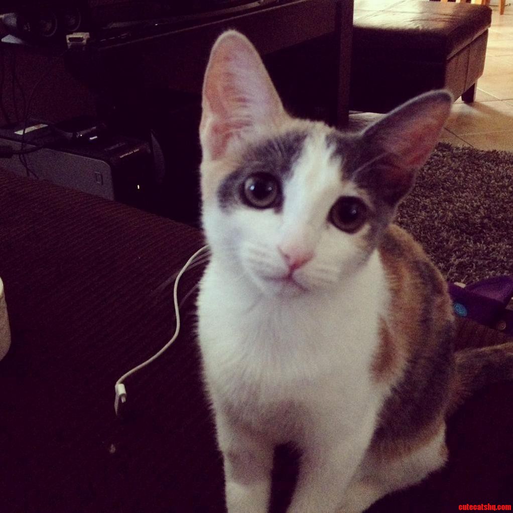 Having Coffee with This Little Lovely.