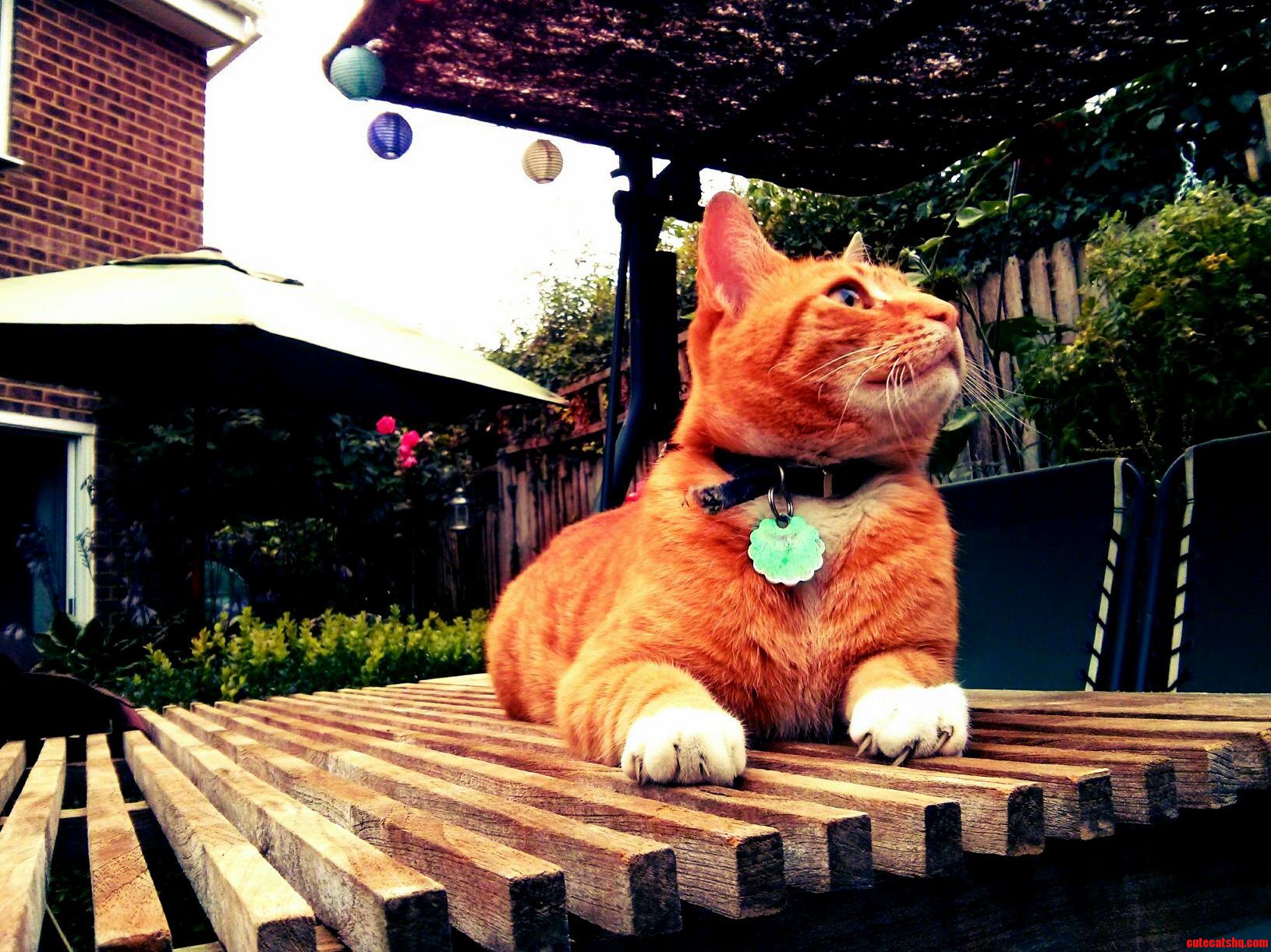 He Has Seen a Bird