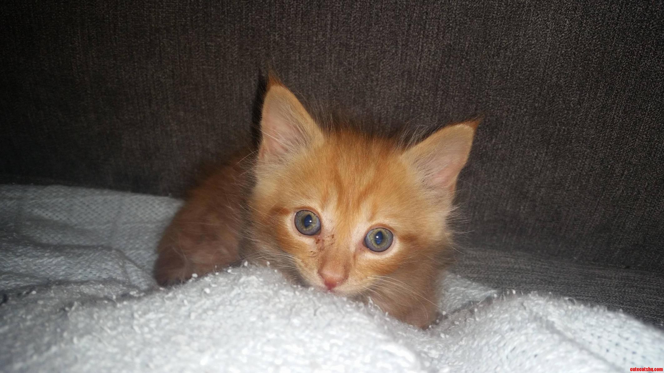 He Is Around 4 Months Old Now but Here Is an Older Picture of Doobie from Right Around When We Found Him