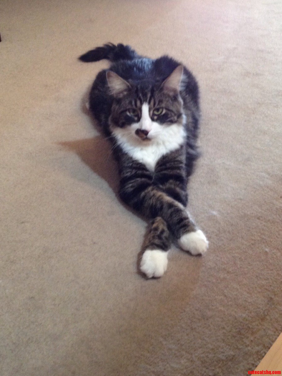He Is... the Most Interesting Cat in the World.