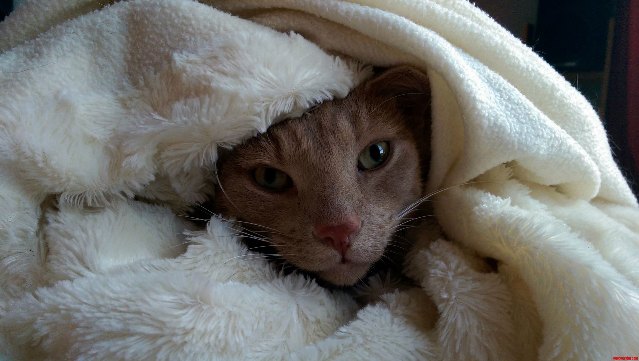 He Likes to Be Wrapped Inside a Blanket for Some Reason...