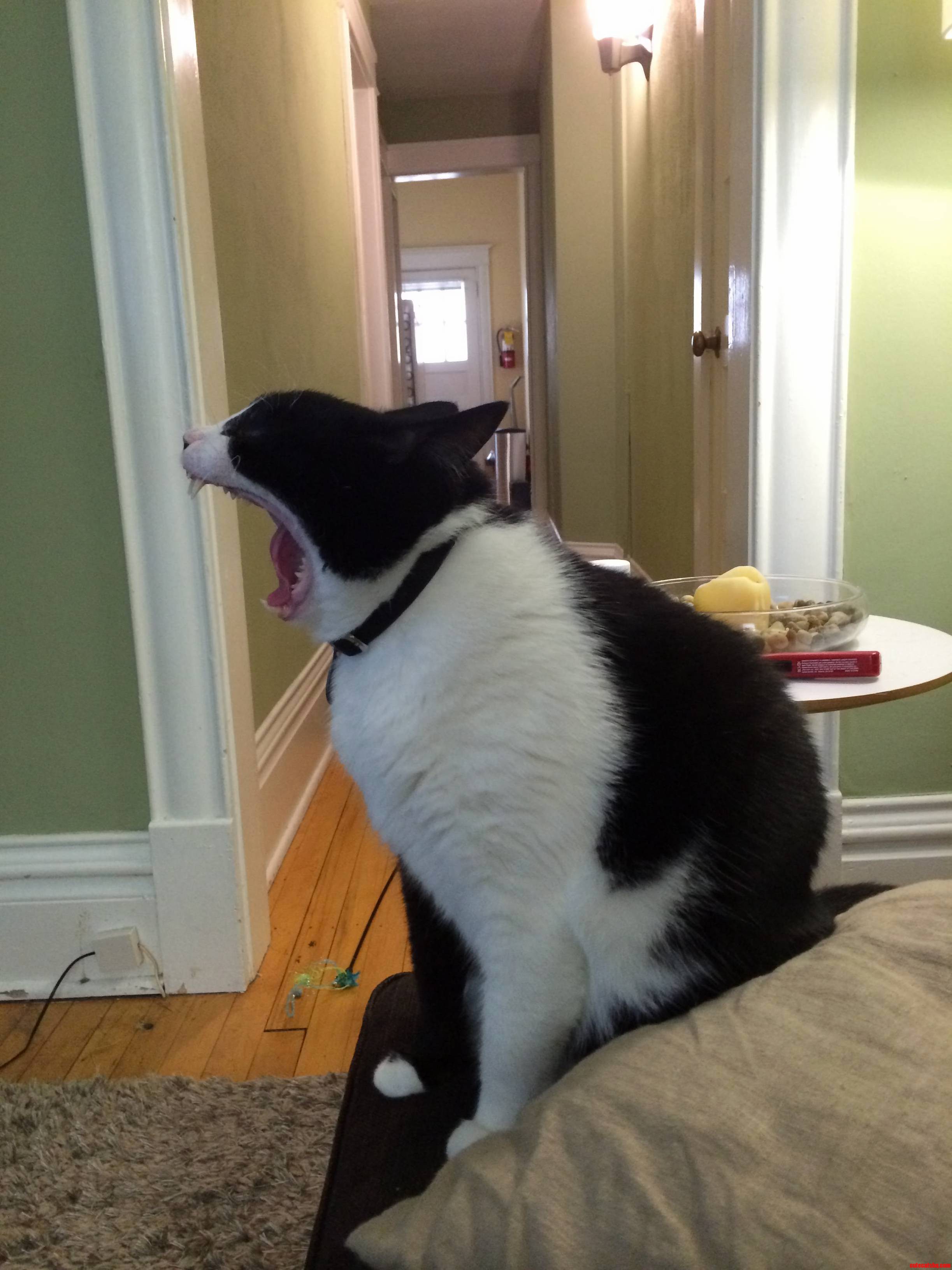 He Looks So Ferocious When He Yawns.