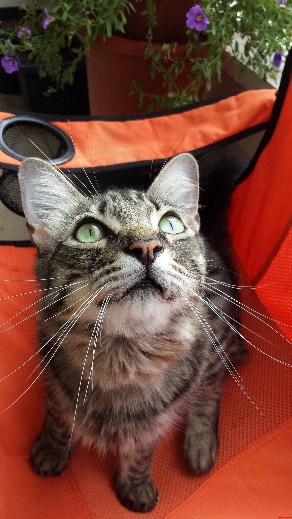He Saw a Bug