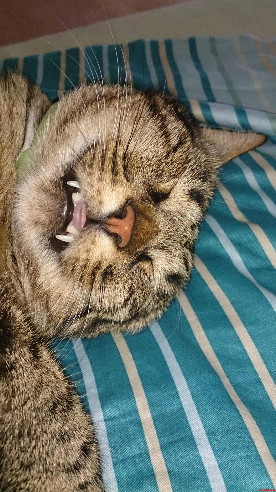 He Sleeps So Hard..