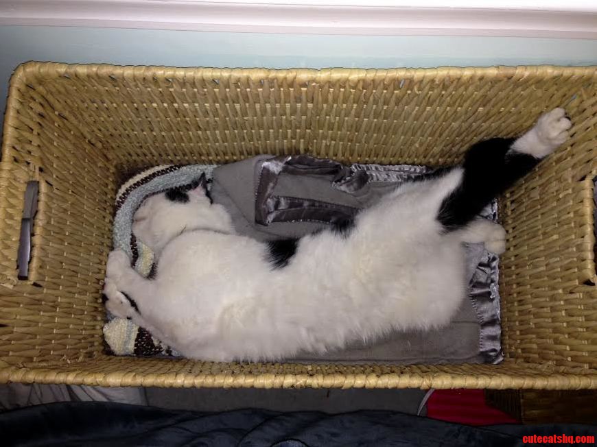 He Wasnt Even Stretching He Was Sleeping Like This...