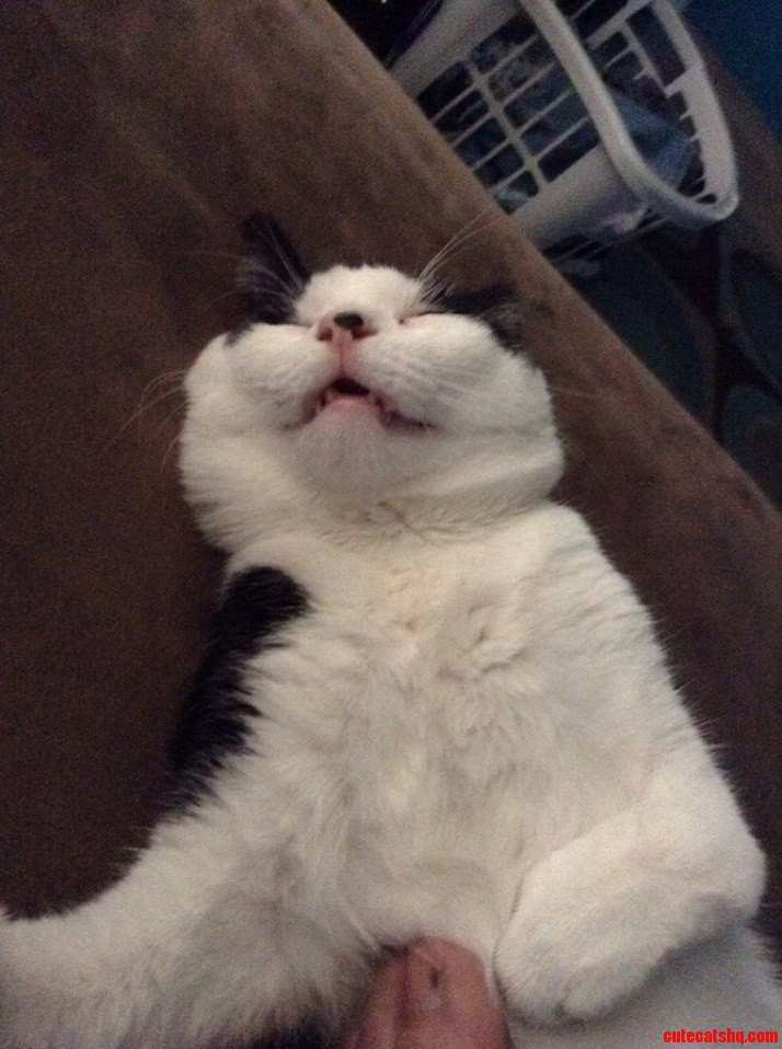 He Woke Up to Smell My Cake and Flopped Back to Sleep Like This