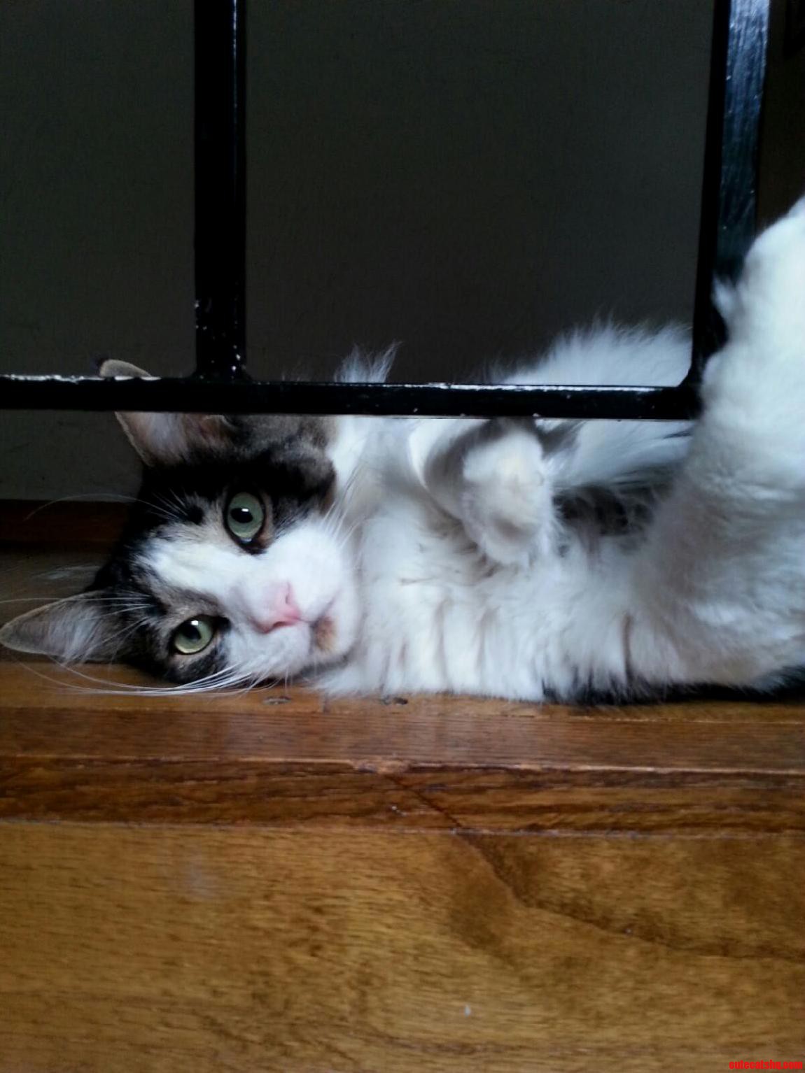 Hello Hoomans
