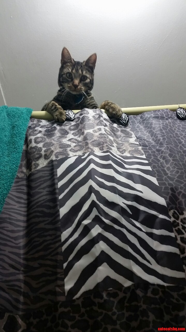 Hello I Am an Acrocat