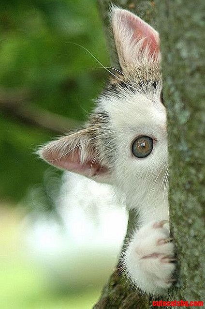 Hello
