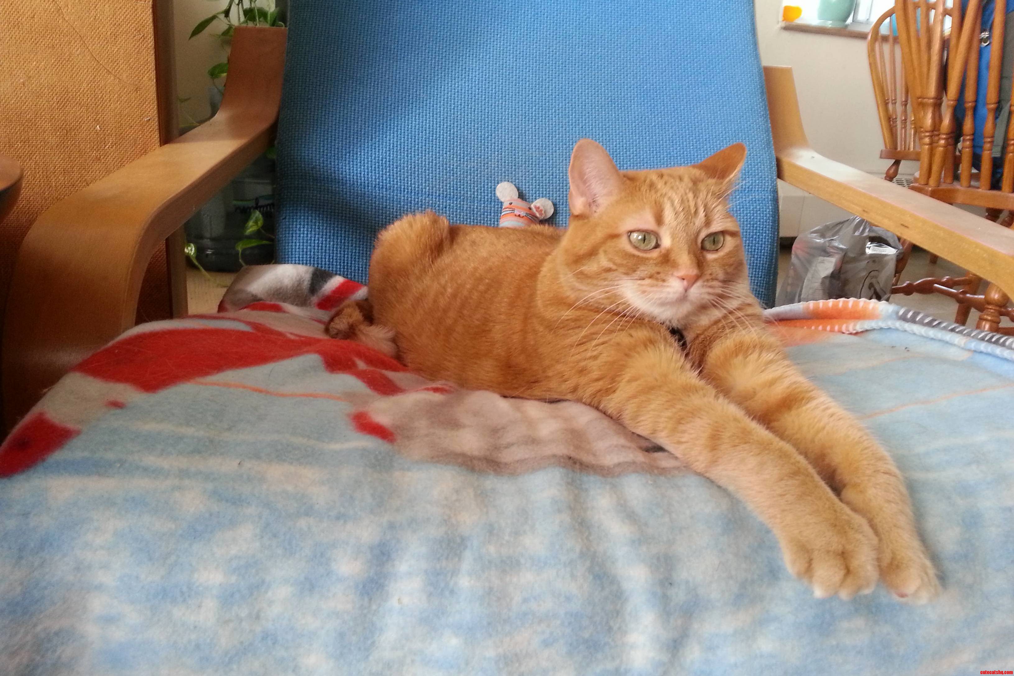 Her Favourite Way to Sit in Her Favourite Chair