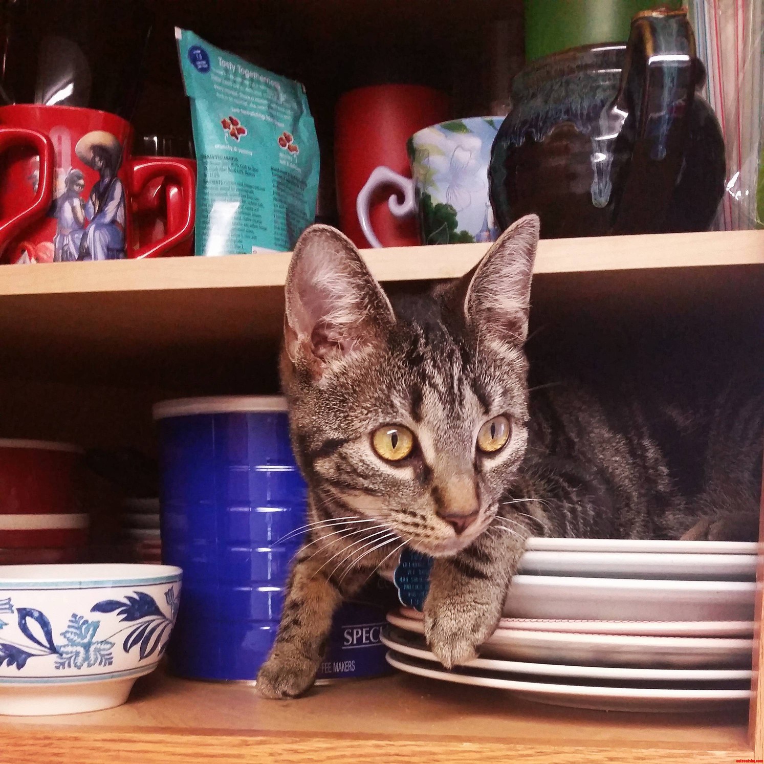 Here I Iz Protectin Ur Plates