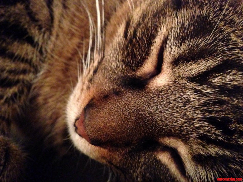 Here Is a Picture of My Little Willie