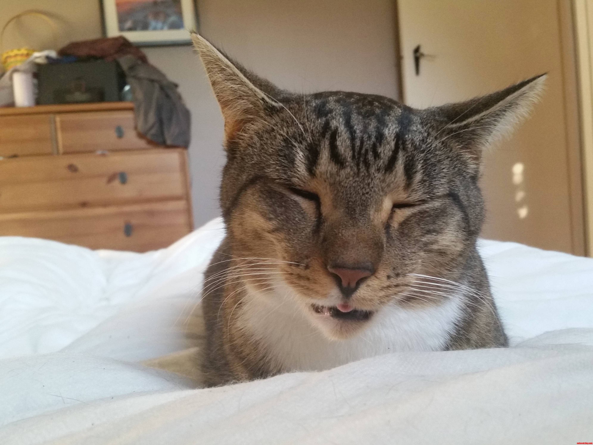 Hes Been Purring for 2 Hours Straight Now.