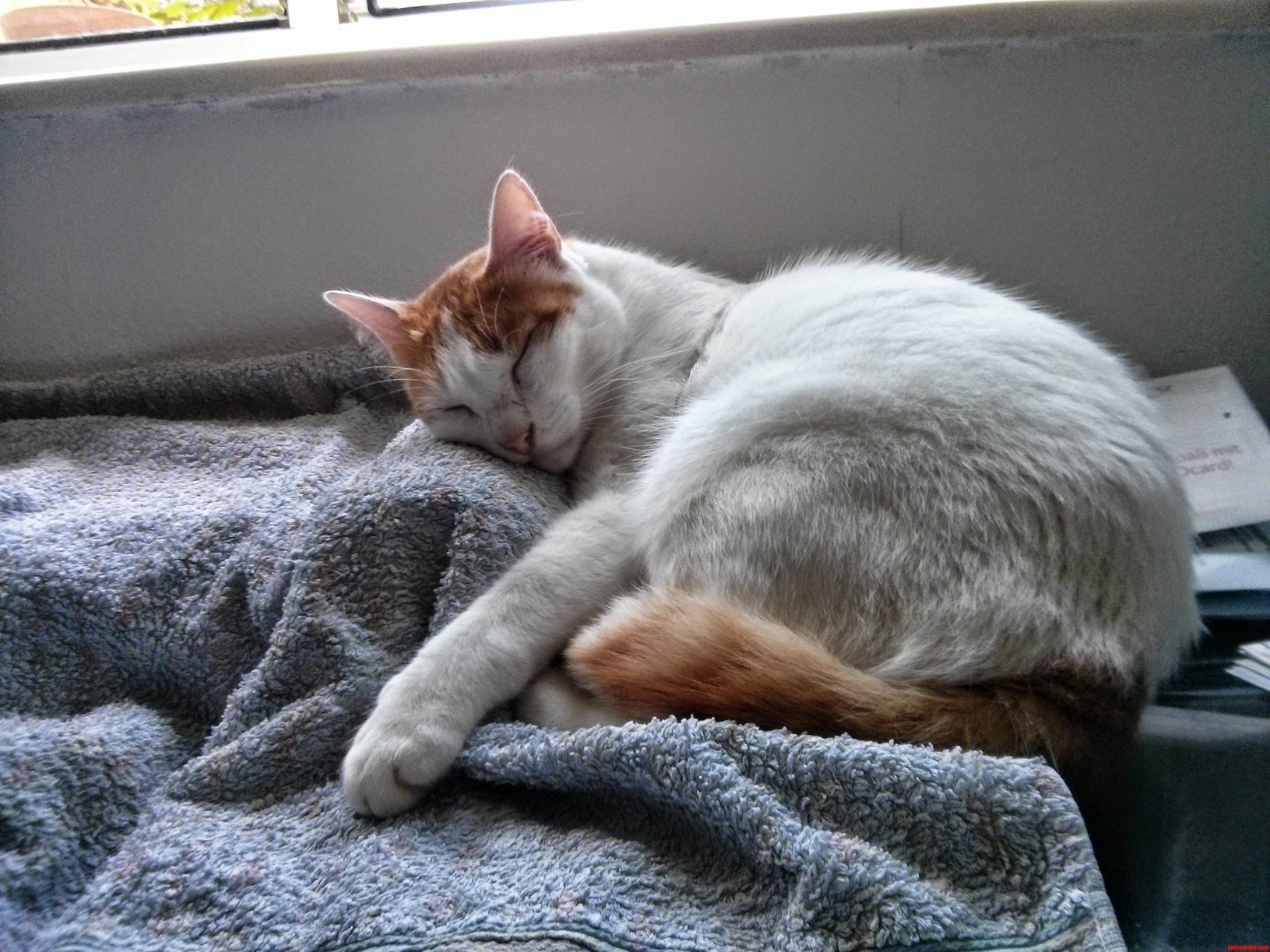 Hes Coming Over Everyday to Sleep Here