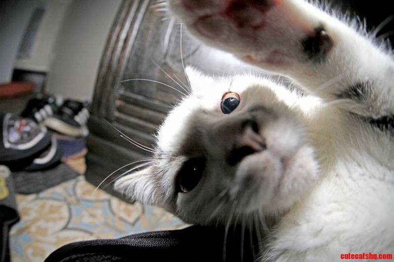 Hey Human