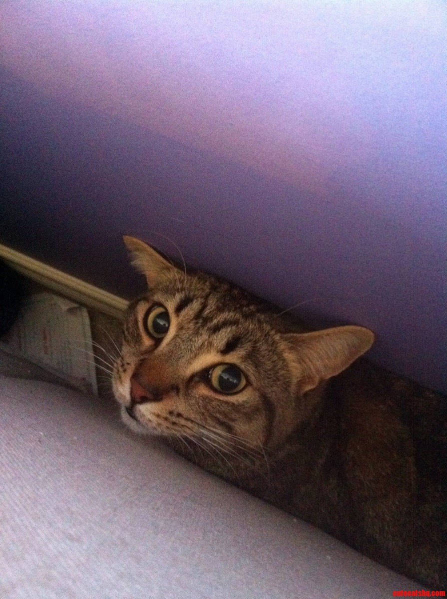 Hey Little Help Please