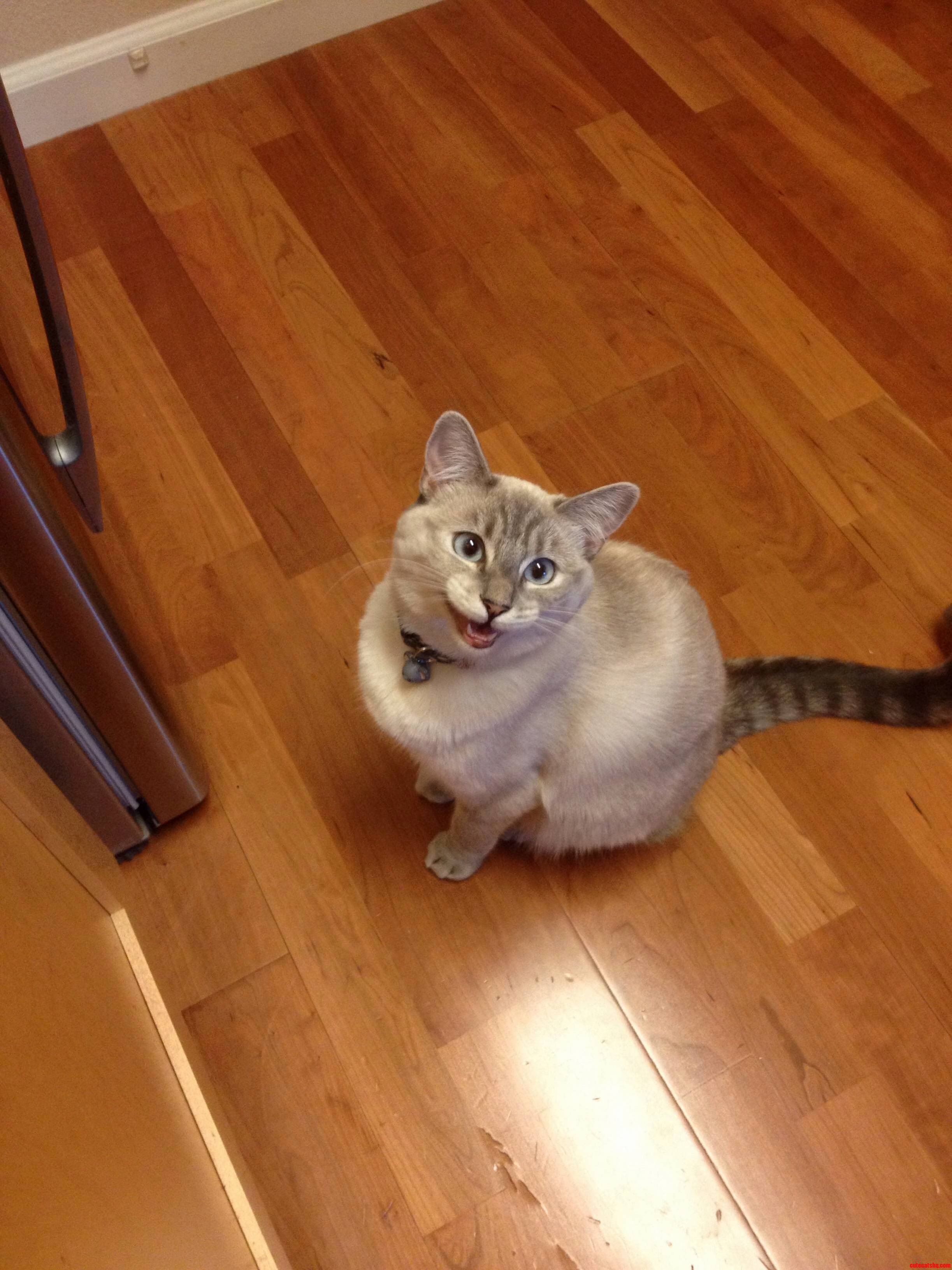 Hey Wanna Open the Fridge Door for Me