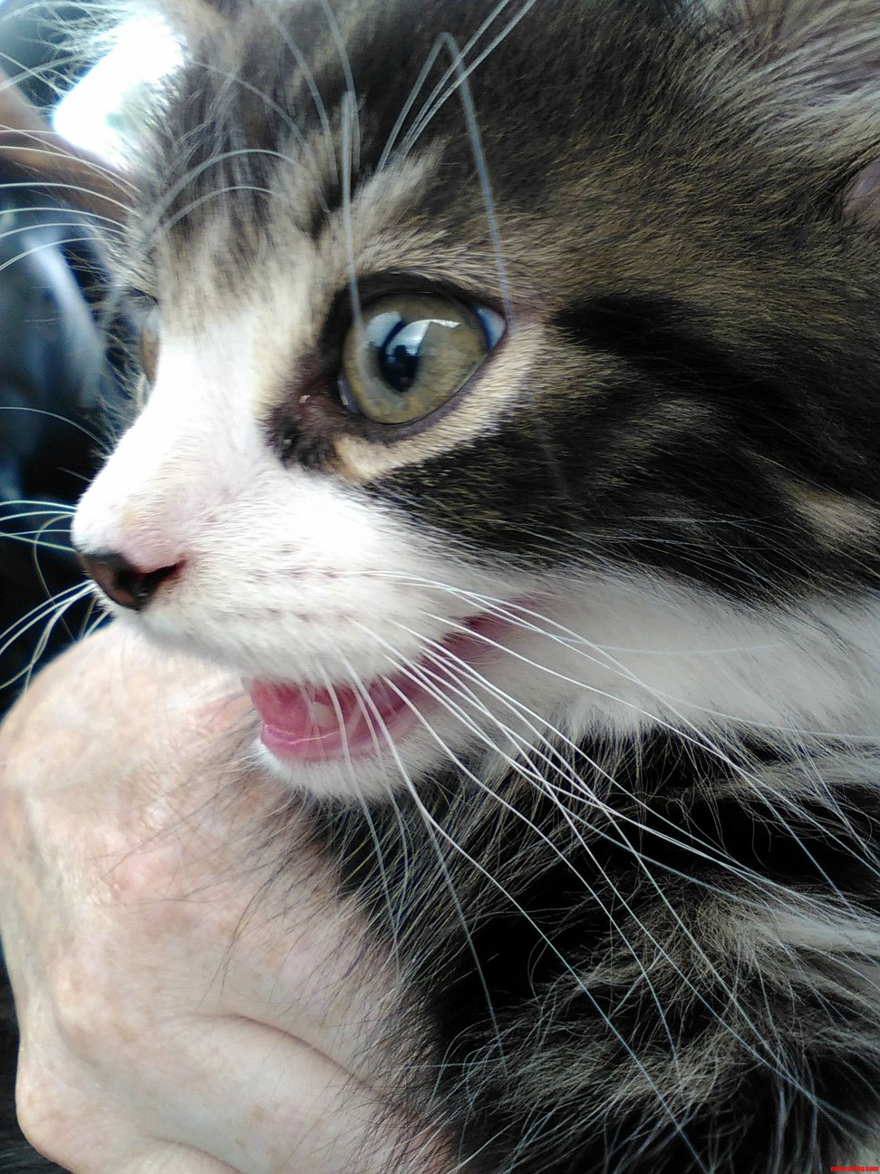 His Face on the Journey Home After His First Vaccinations.
