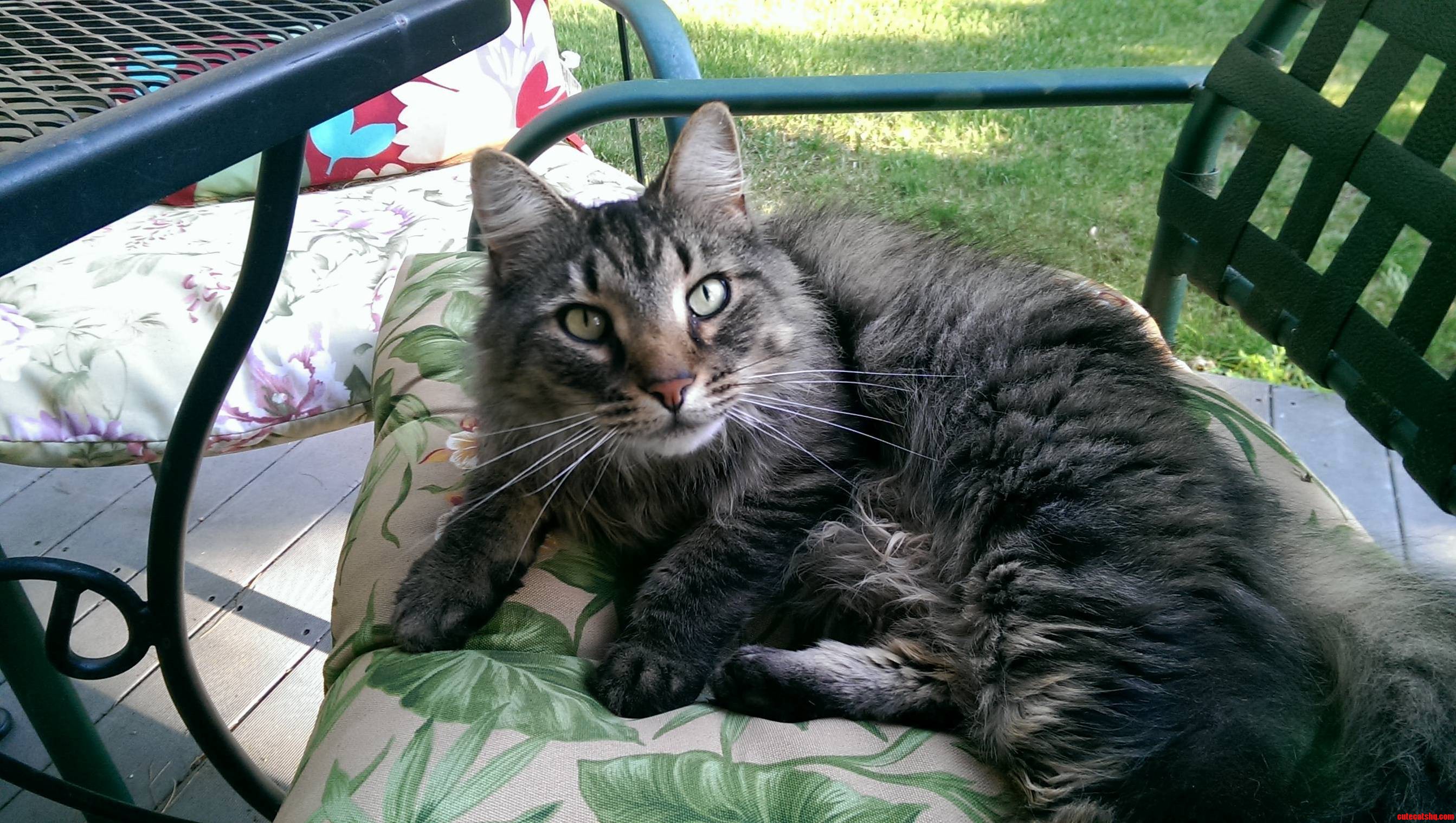 His Majesty the King of the Blackberry Bushes