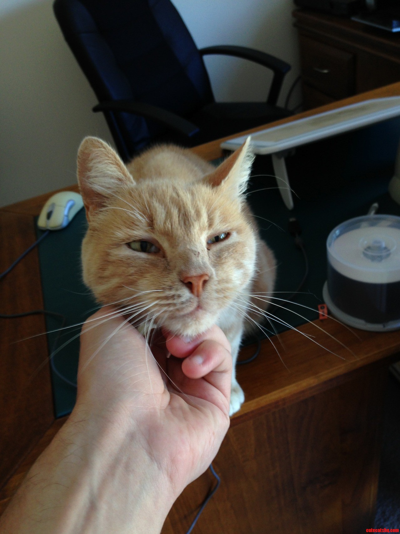 His Name Is Milo.