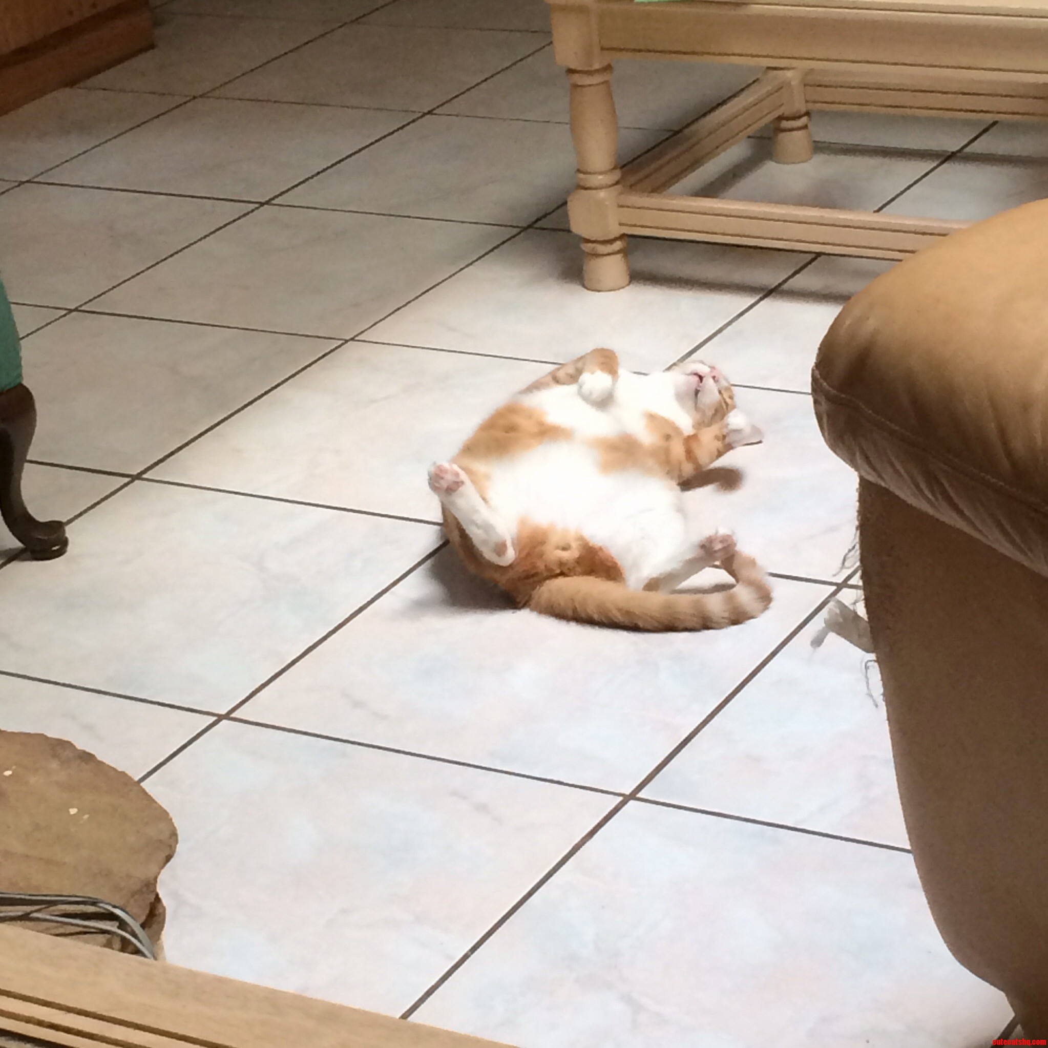 How I Find My Cat in the Morning.
