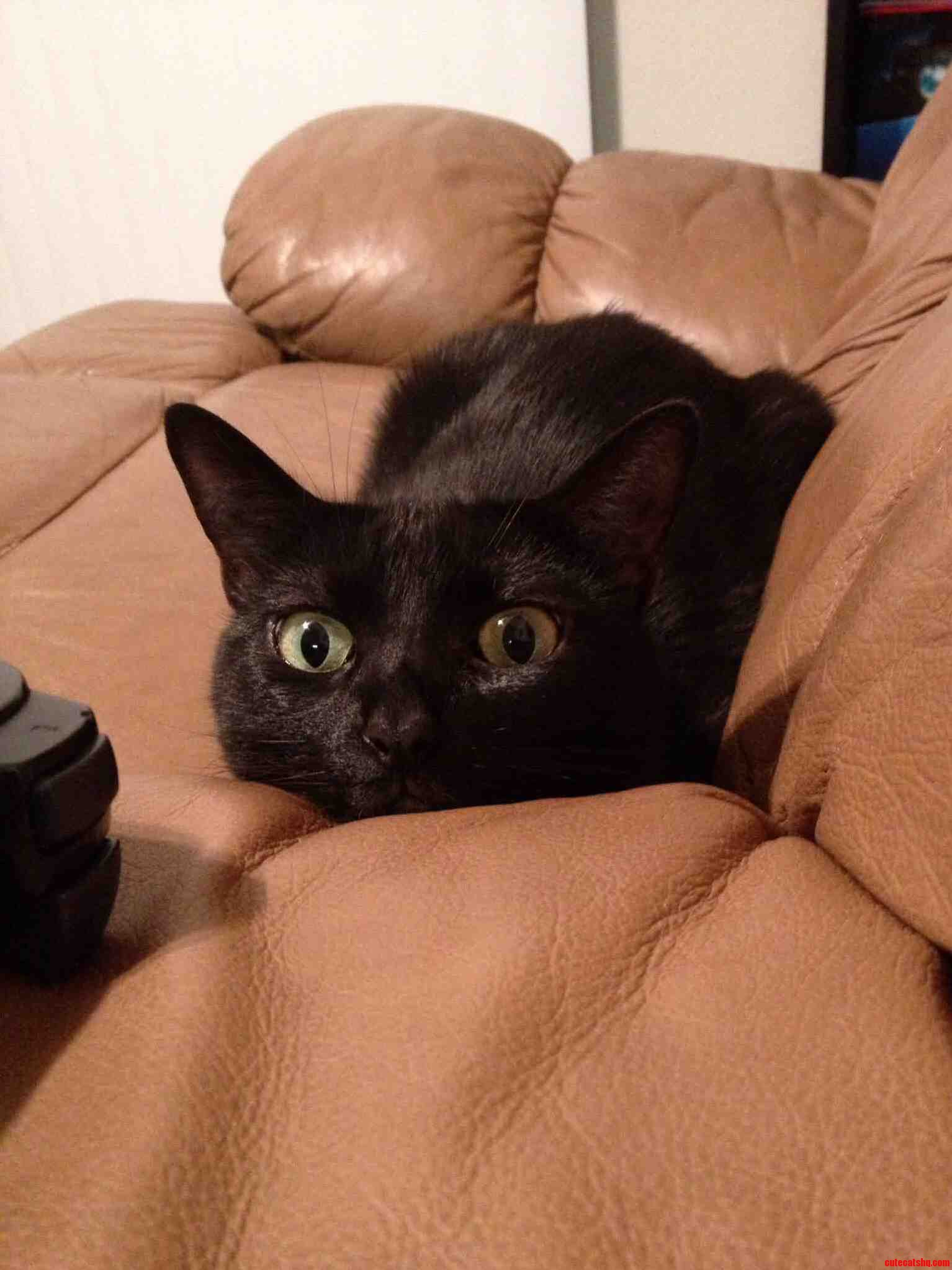 How My Cat Watches Me Play Playstation.