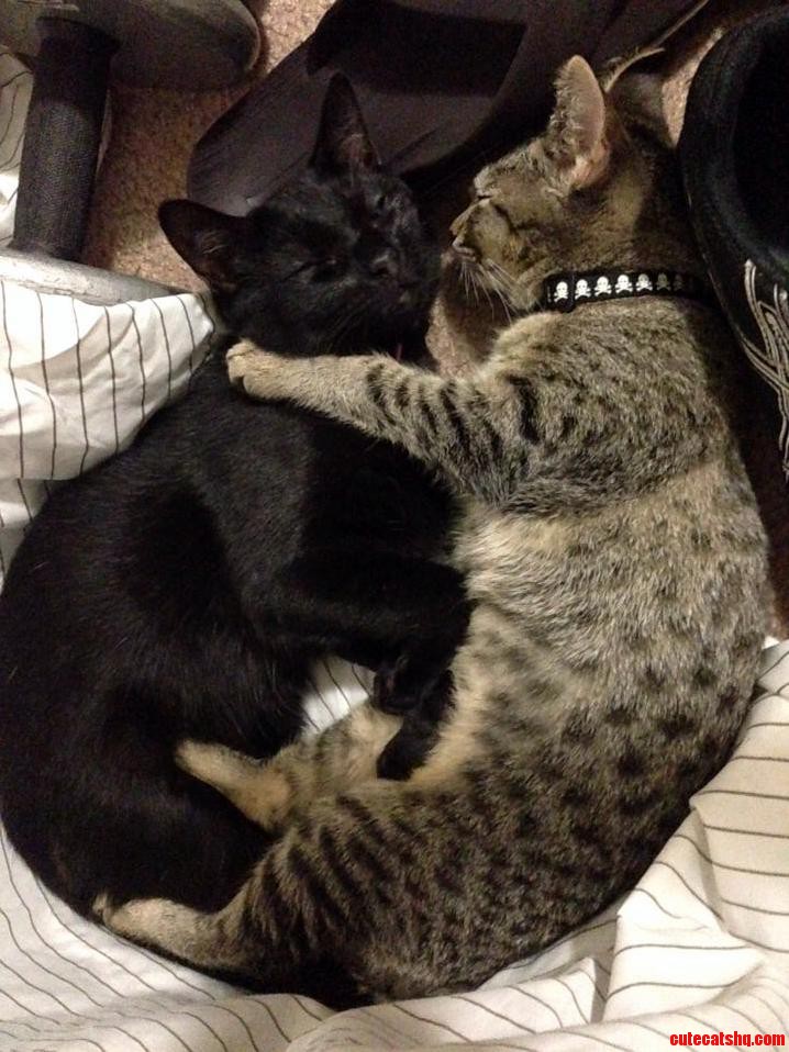 Hugs Not Drugs