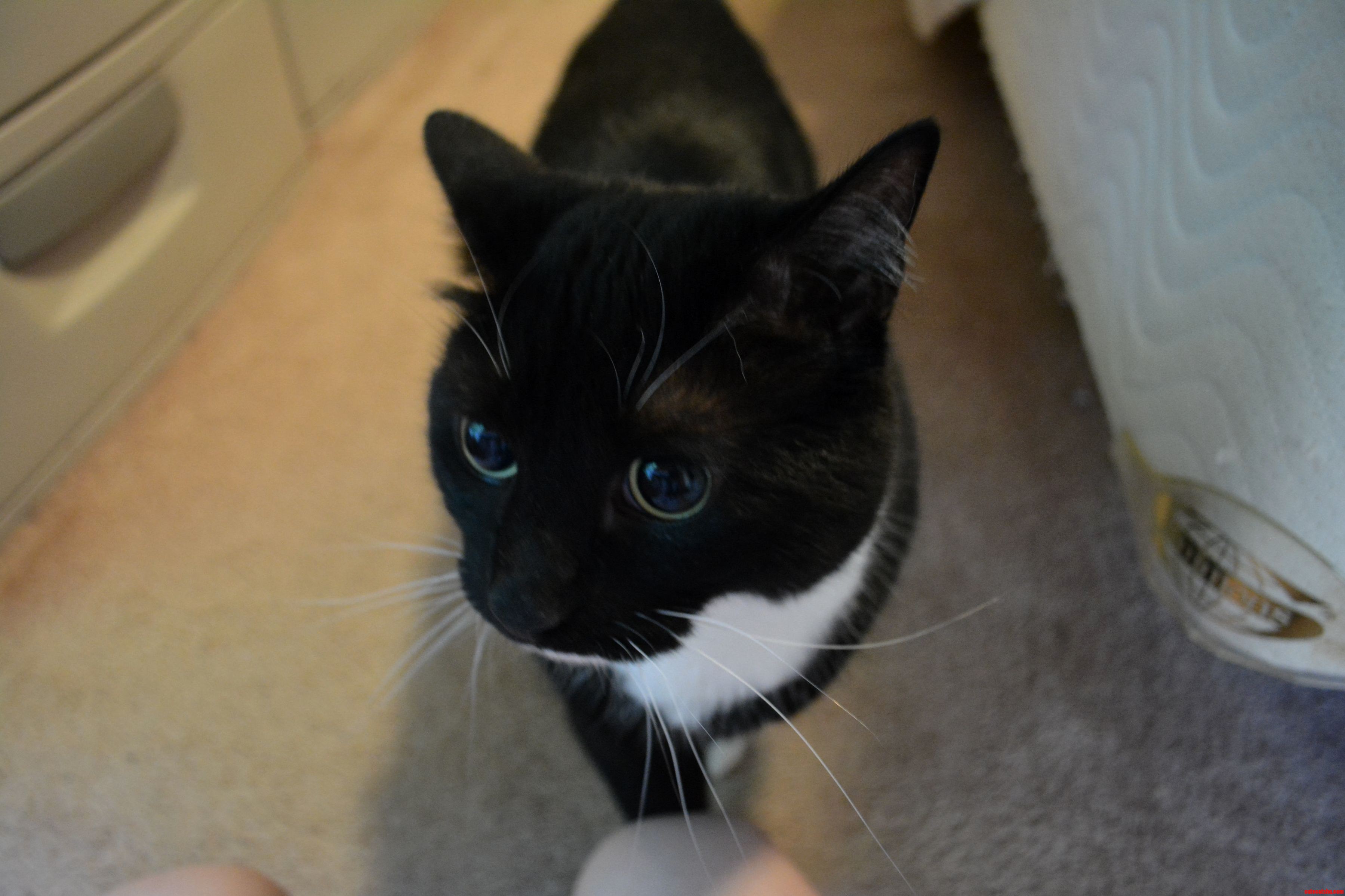 I Adopted This Blind Cutie from the Shelter Today. Meet Simon