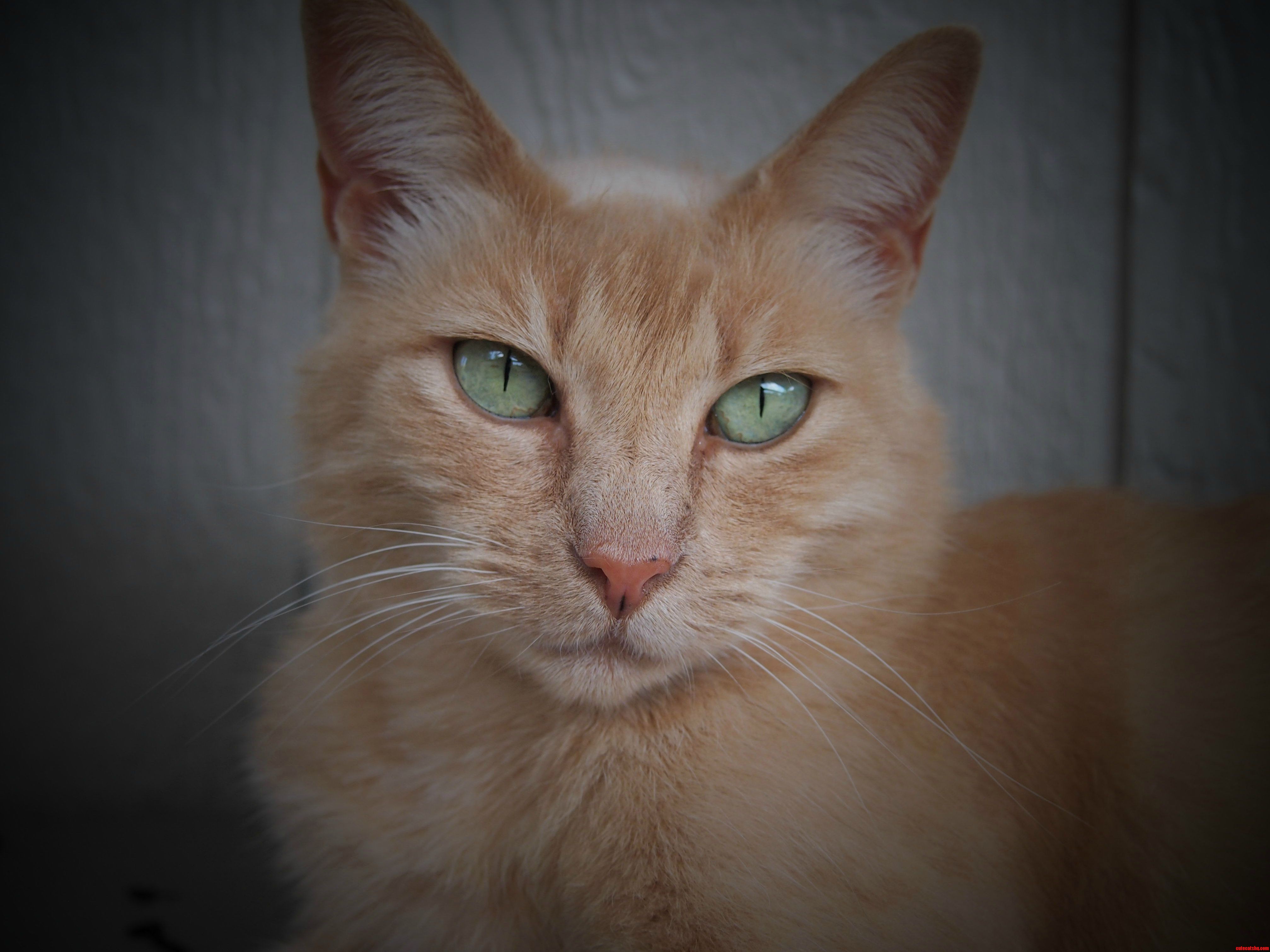 I Bought a New Camera and Decided to Test Out the Macro Feature on My Main Model