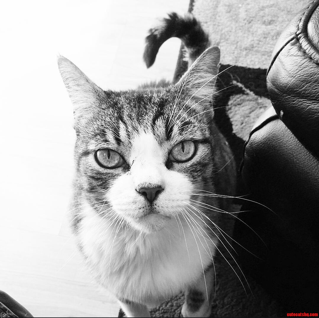 I Call Him Bestfriend or Little Lion