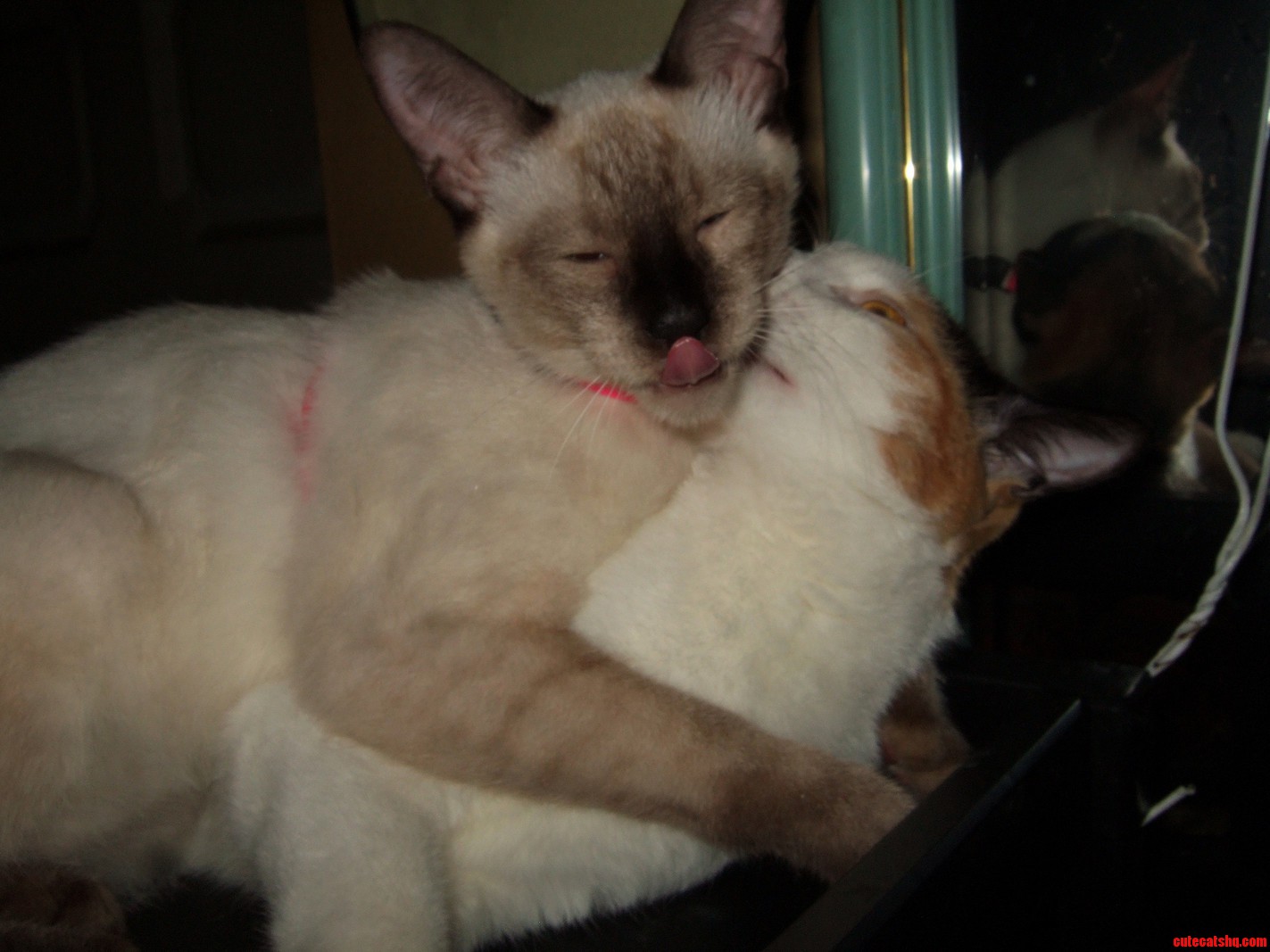 I Caught Them in a Heavy Make Out Session.