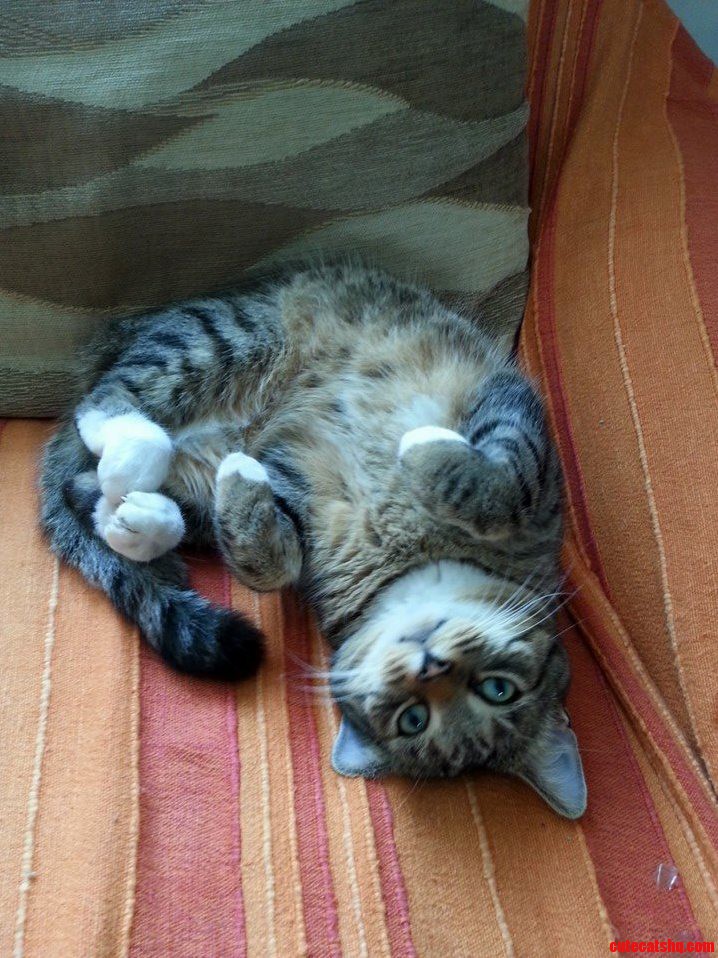 I Didnt Do It... Really Dont You See How Cute I Am
