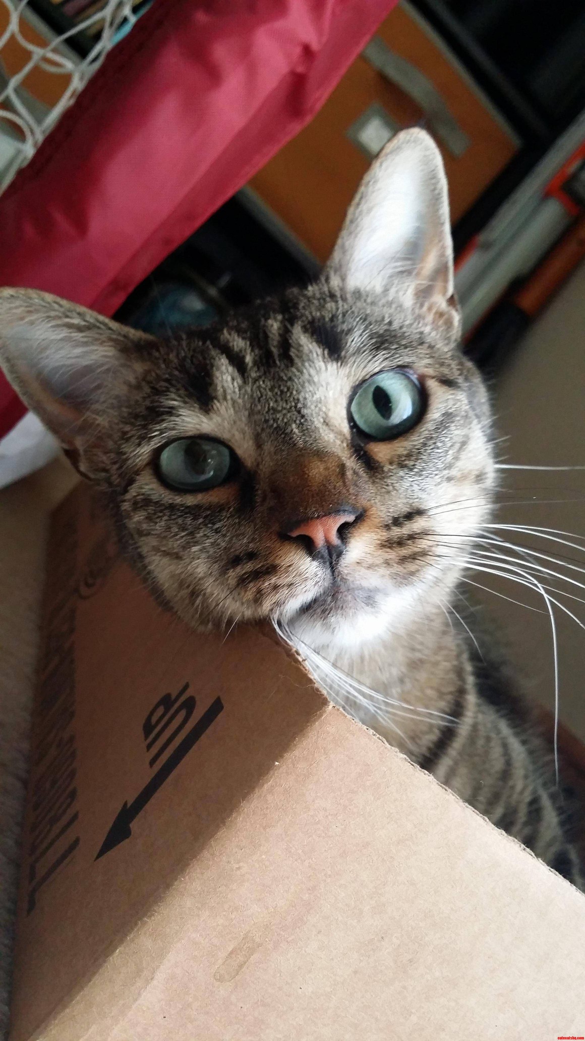 I Dont Think She Will Ever Leave This Box
