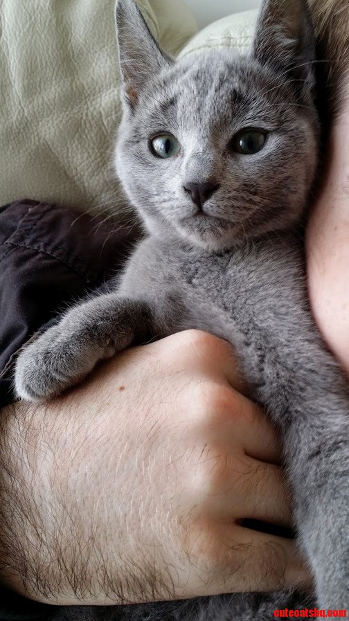 I Give You My Kitten Arya Shes Pretty Cool