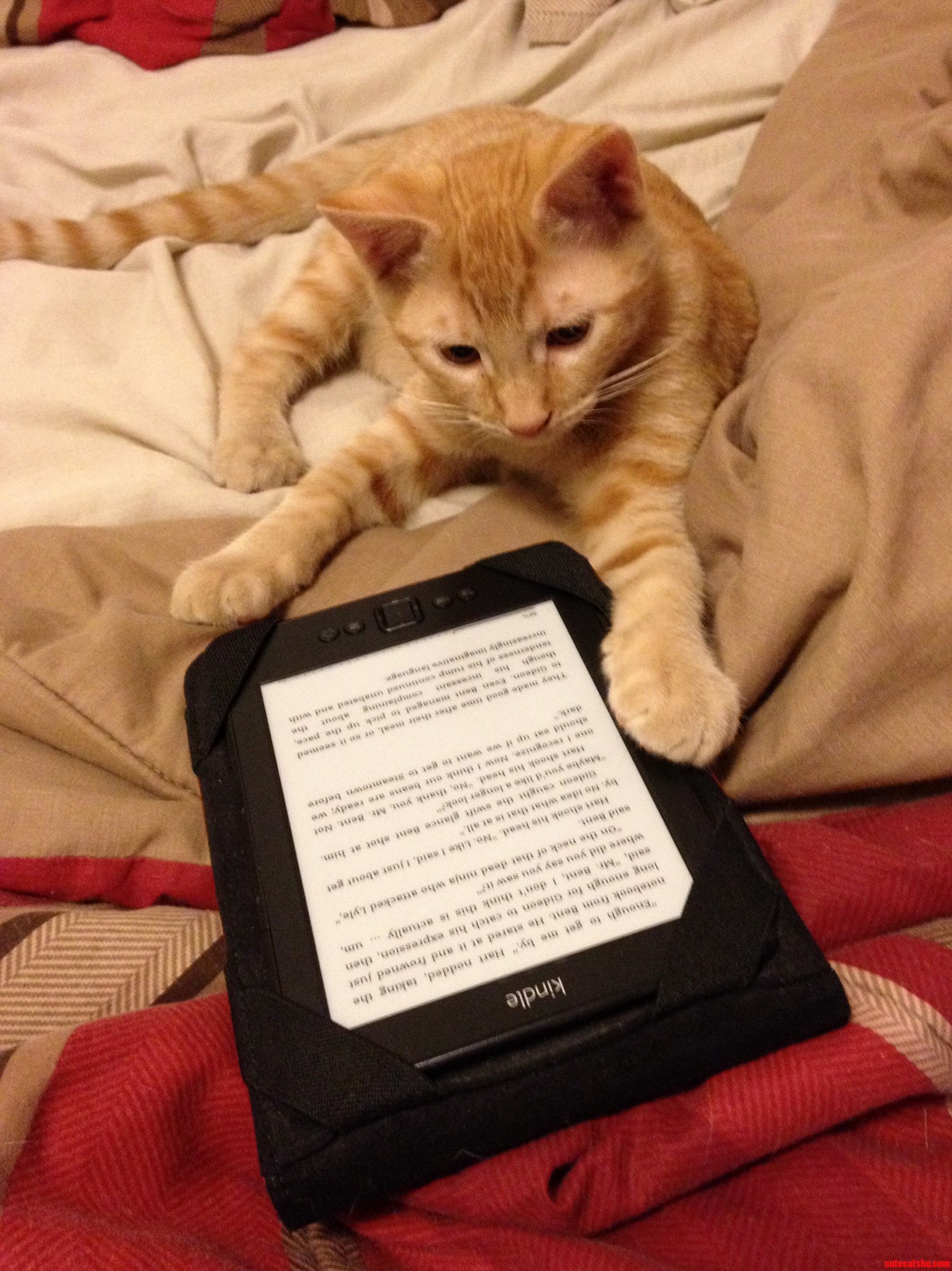 I Guess My Roommates Kitten Will Be Writing All My Book Reviews for Me from Here on Out.