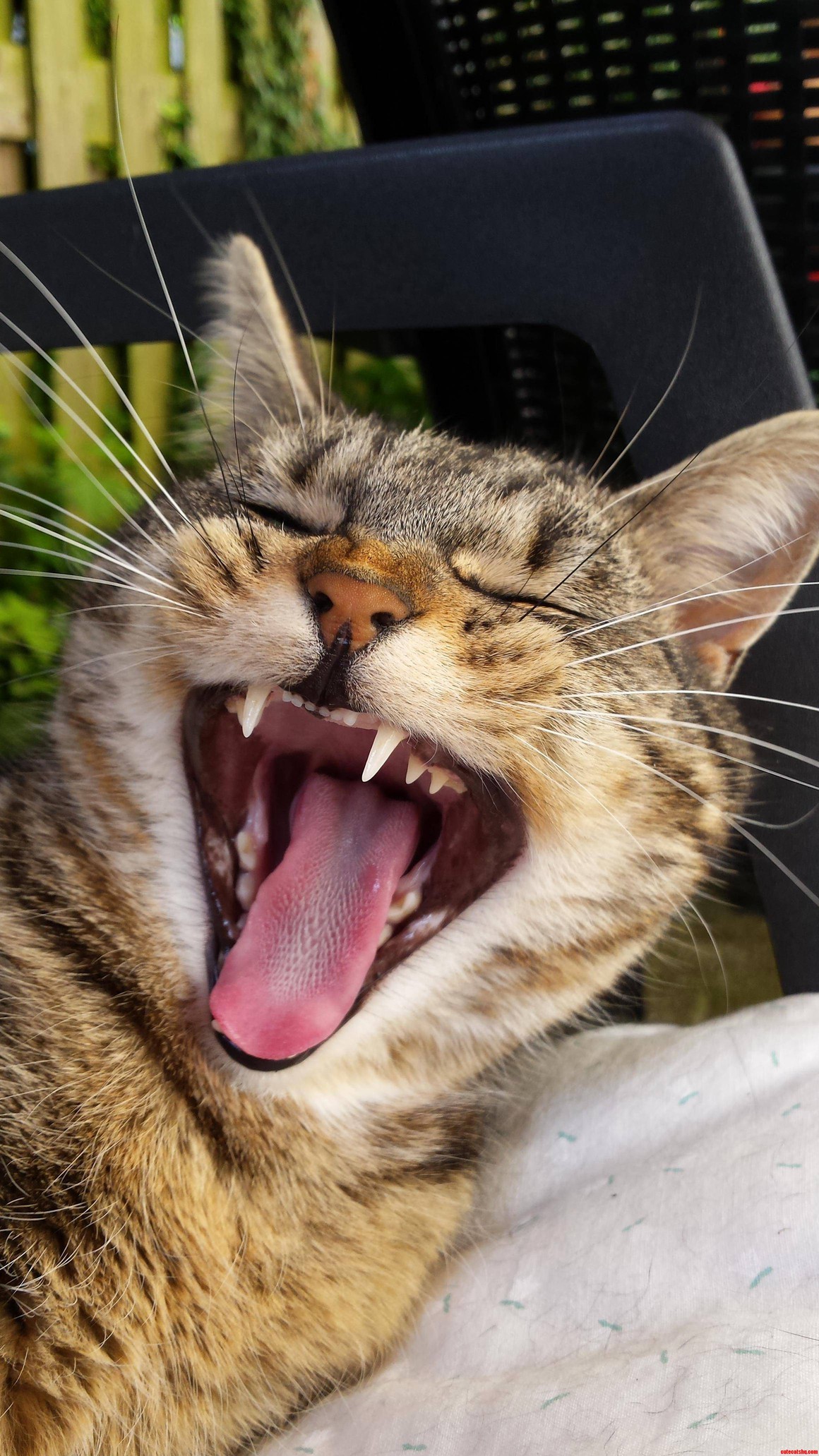 I Guess She Was a Bit Tired After Eating 2 Bowls of Cat Food